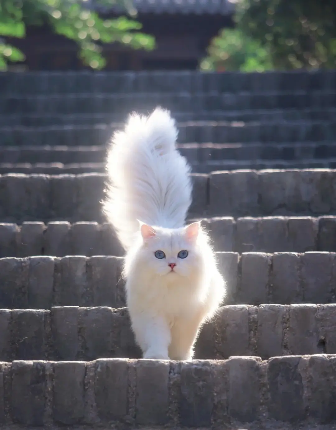 Katze – Symbolbild zum Thema Maine-Coon-Katze