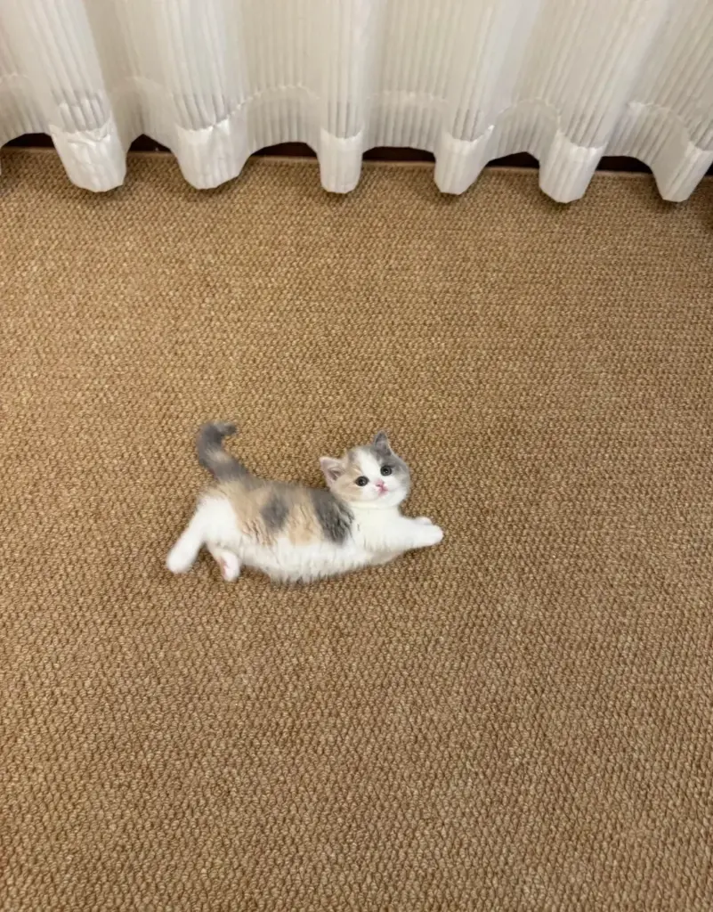 Entspannte Katze, passend zum Artikel über Katzenrassen