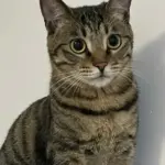 Nahaufnahme einer Katze – Illustration zum Thema Ohrmilben bei der Katze