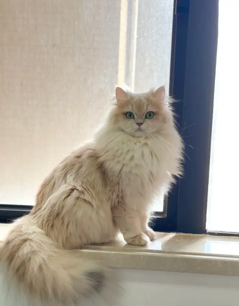 Chat