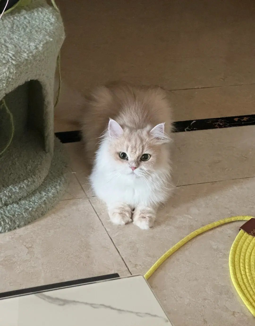 Chat