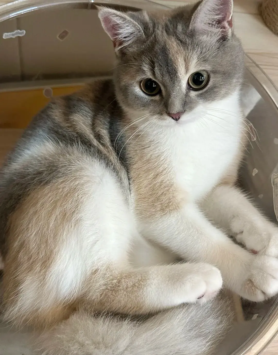 Chat