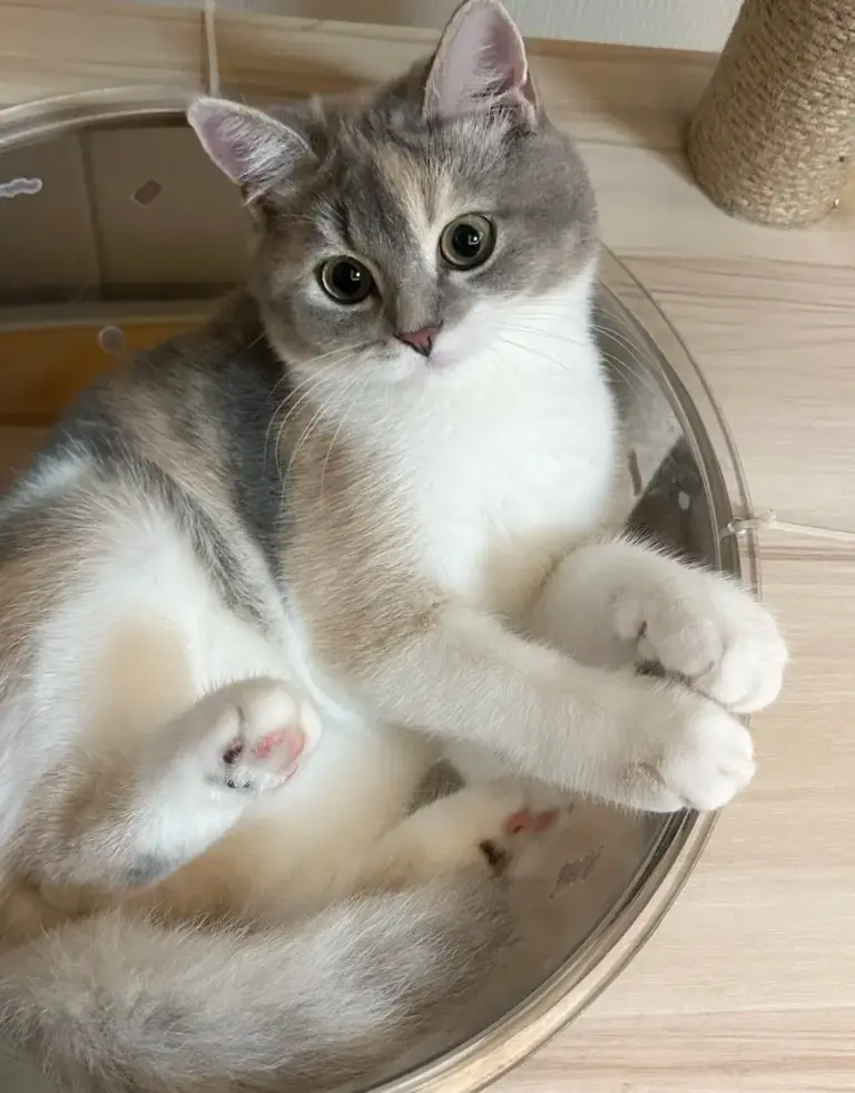 Chat
