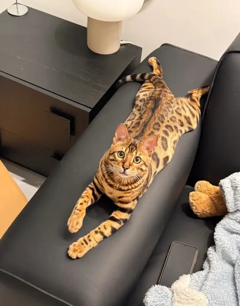 Chat