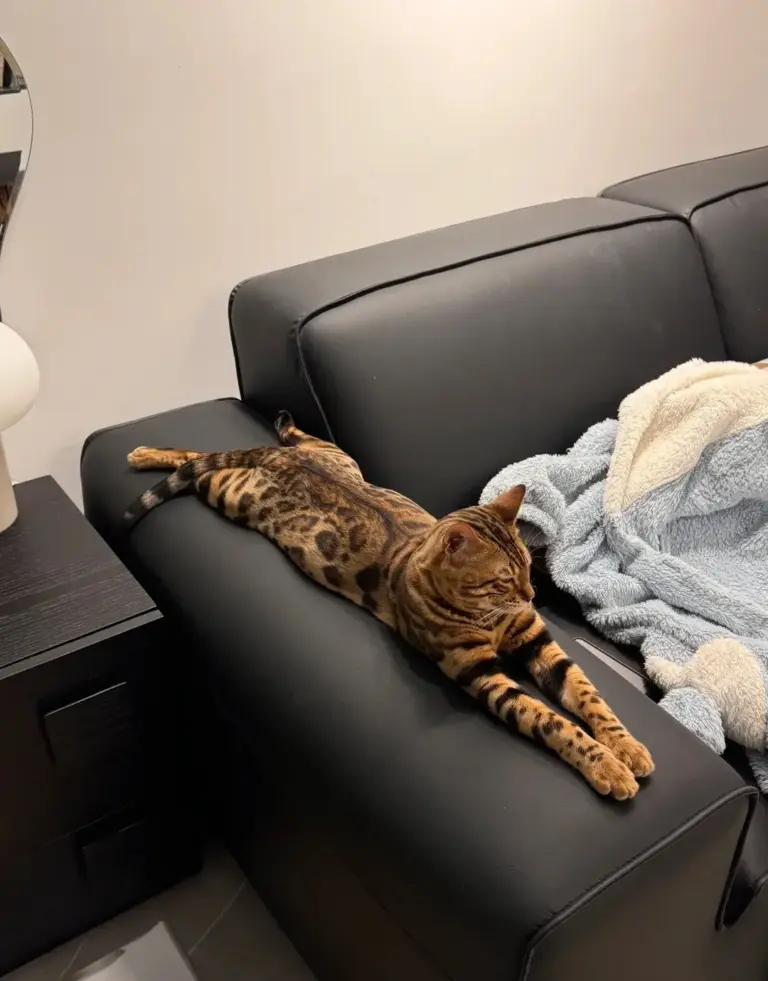 Chat