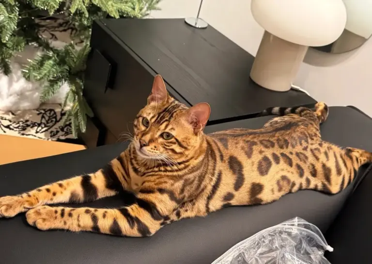 Chat