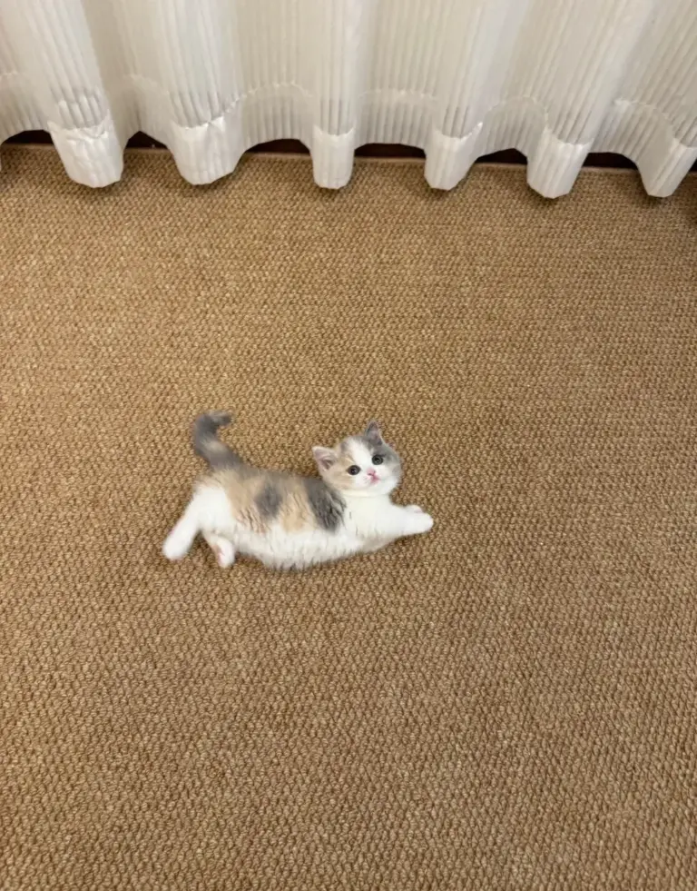 Chat