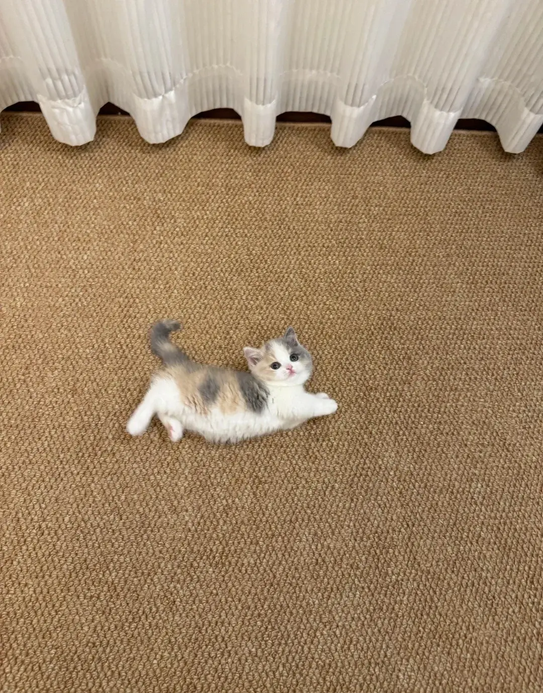 Chat