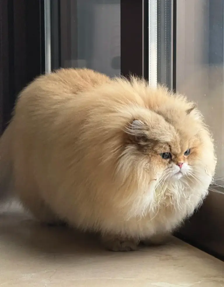 Chat qui joue