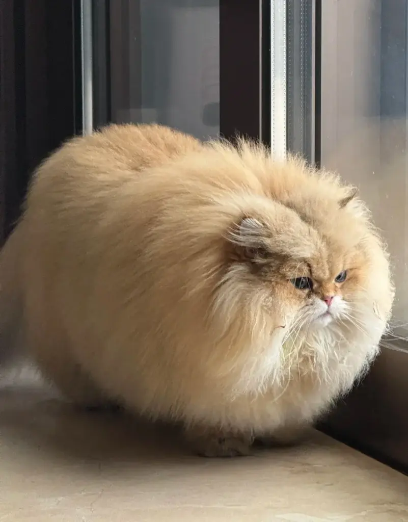 Chat qui joue