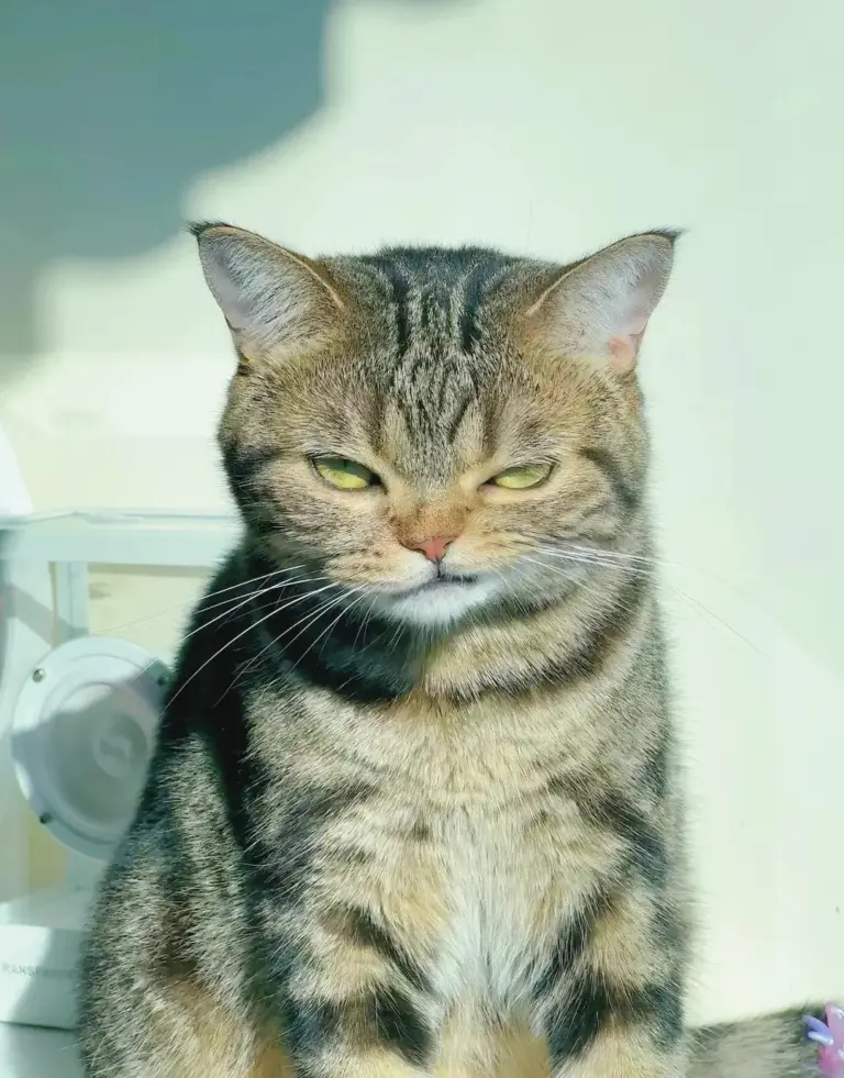 Chat