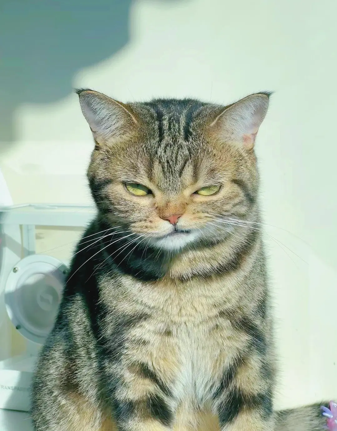 Chat