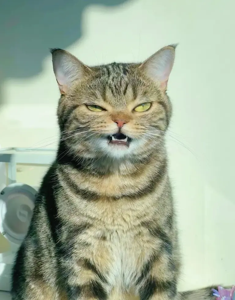 Chat
