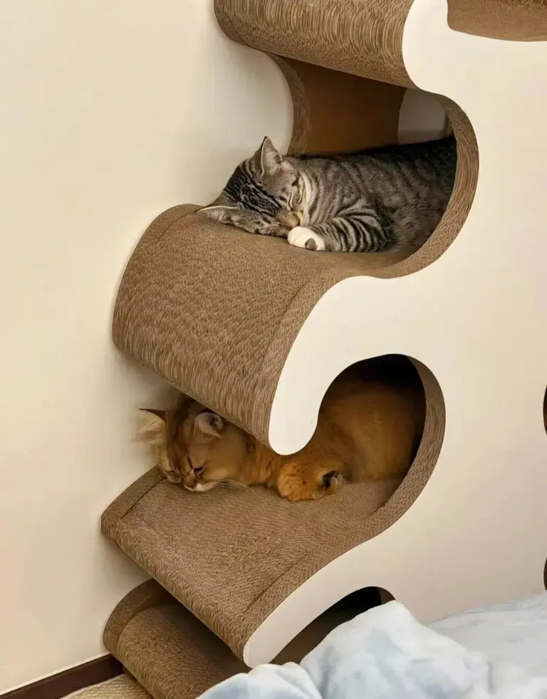 Chat qui dort