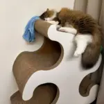 Chat qui dort