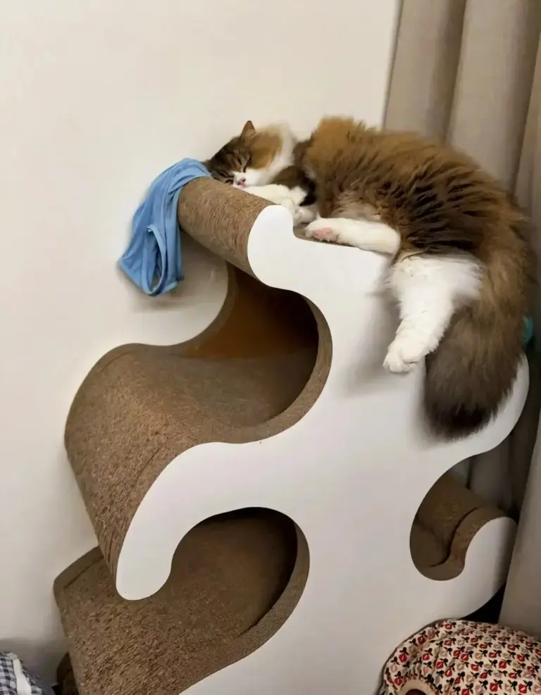 Chat qui dort