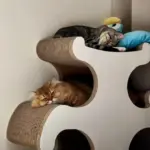 Chat qui dort