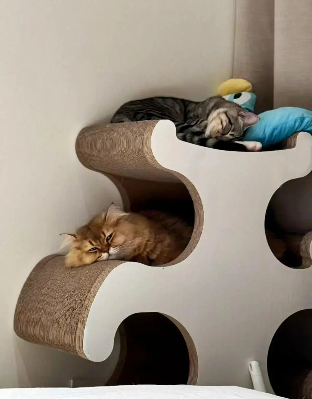 Chat qui dort