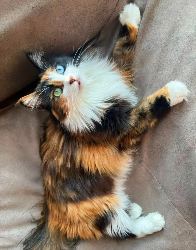 Chat