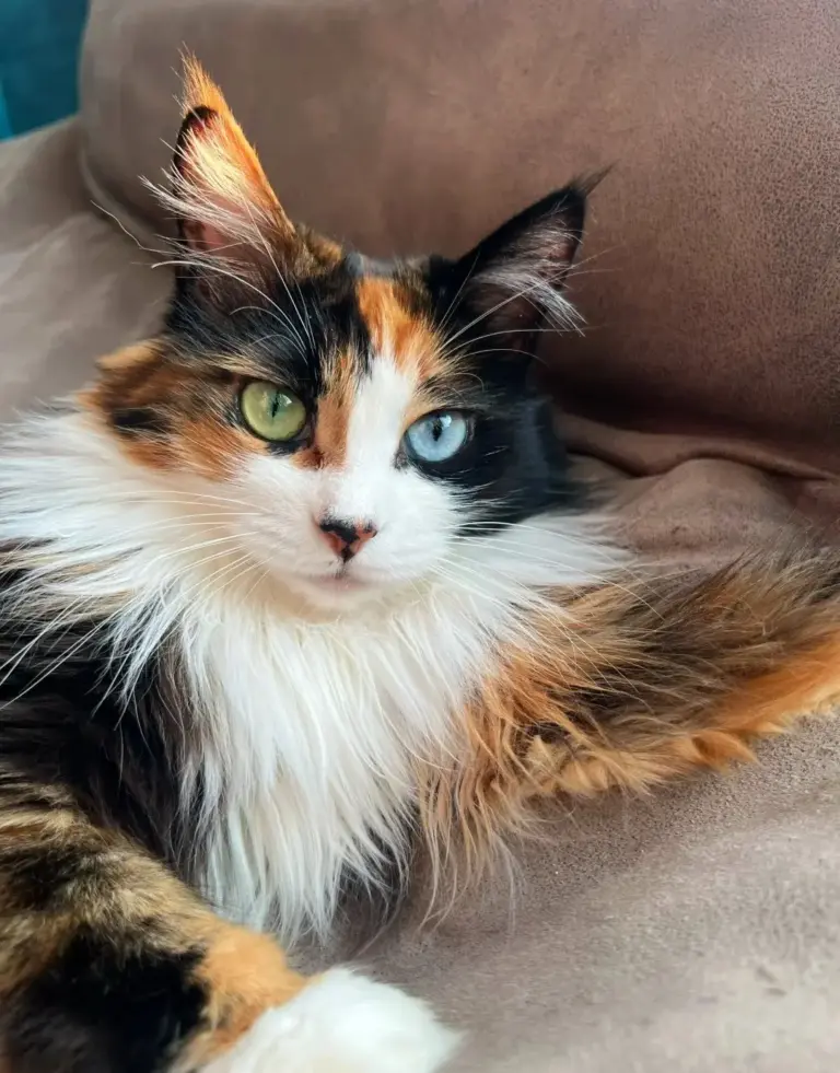 Chat