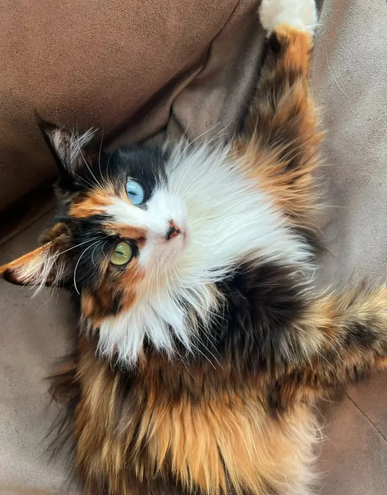 Chat