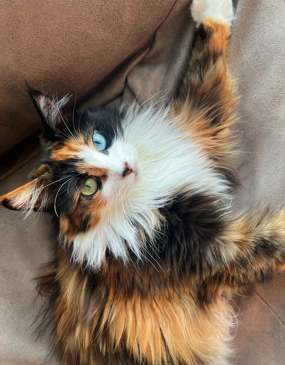 Chat
