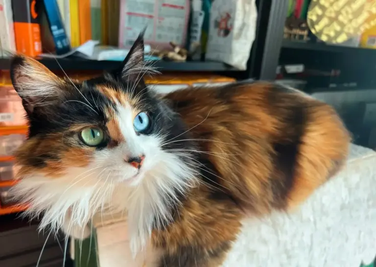 Chat