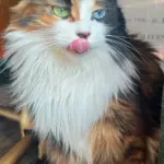 Chat