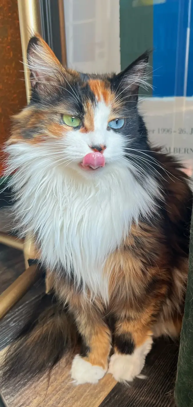 Chat