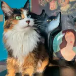 Chat