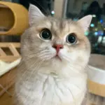 Chat