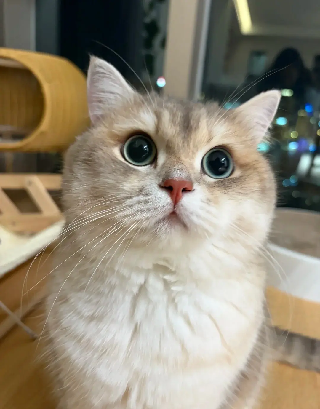 Chat