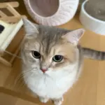 Chat