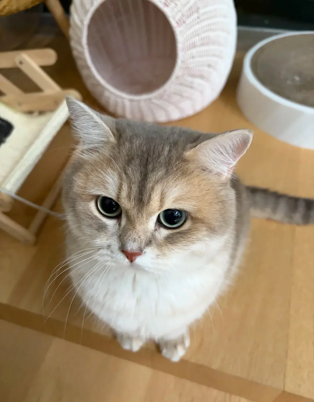 Chat