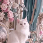 Chat