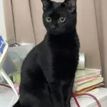 Chat