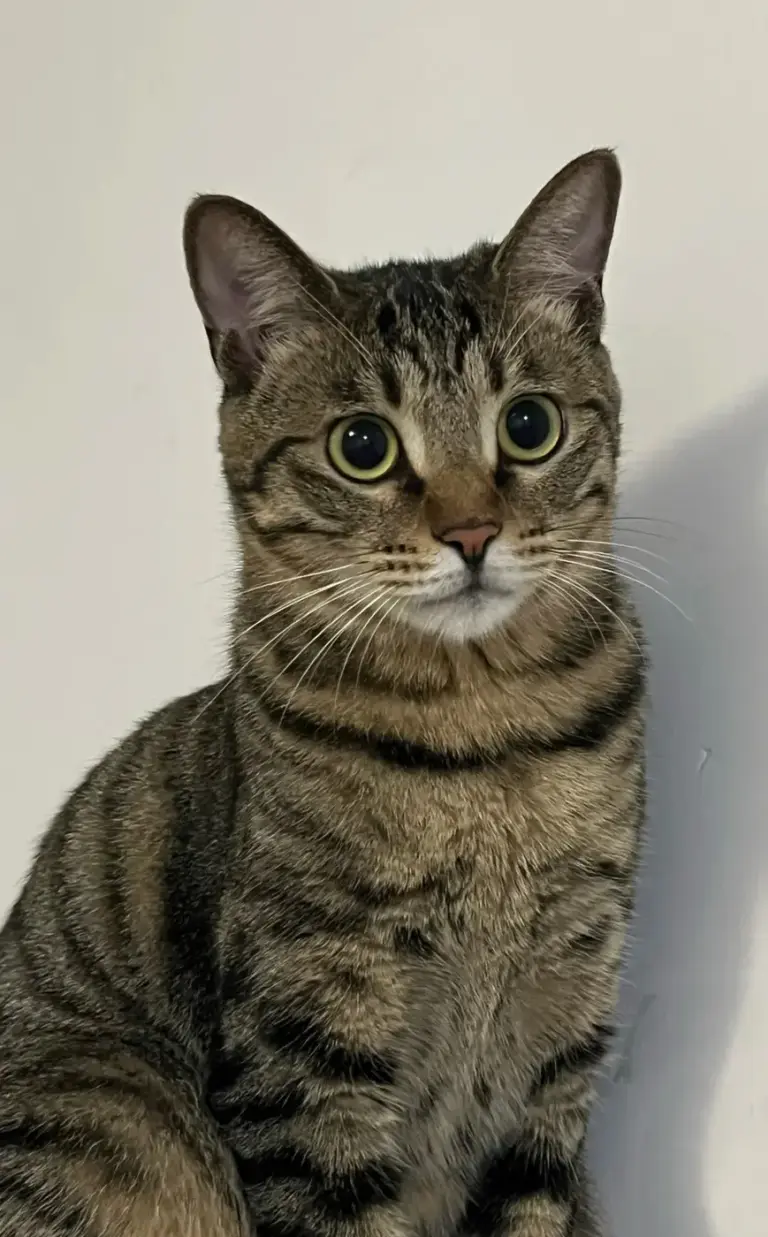 Chat