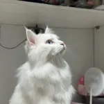 Chat
