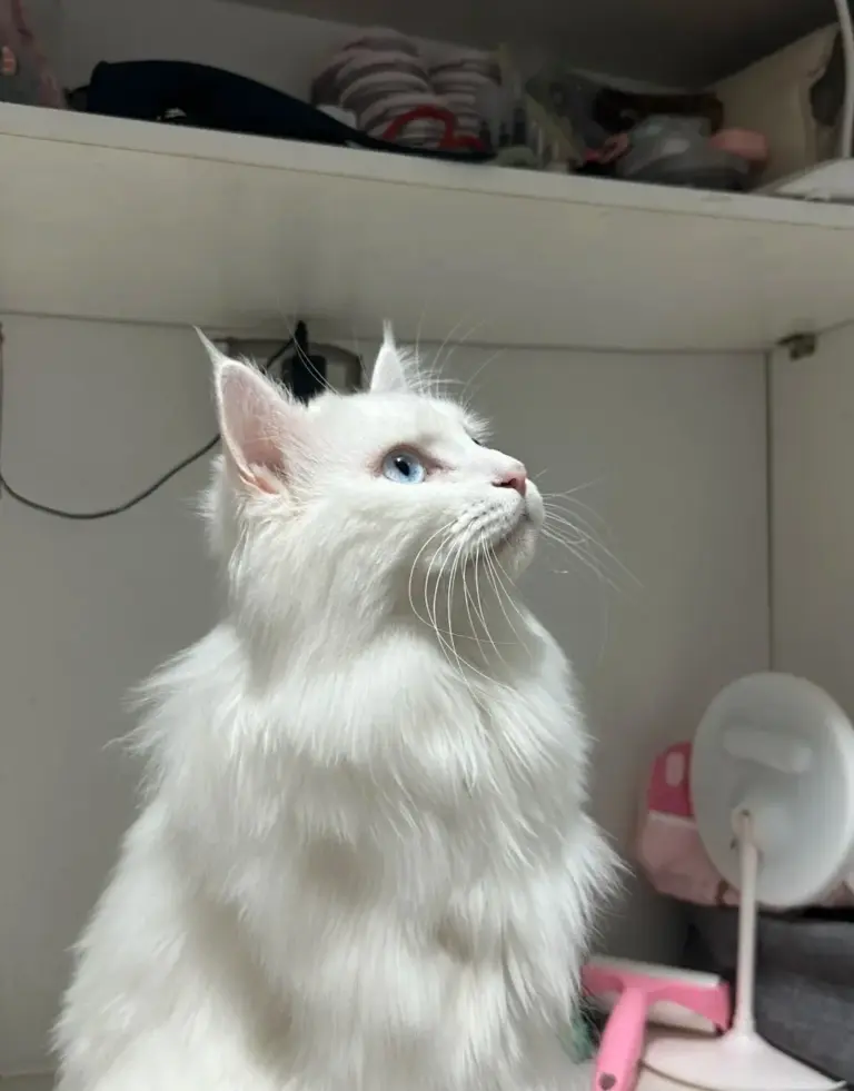Chat