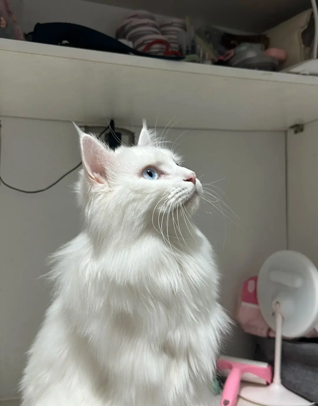 Chat