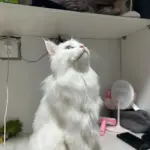 Chat