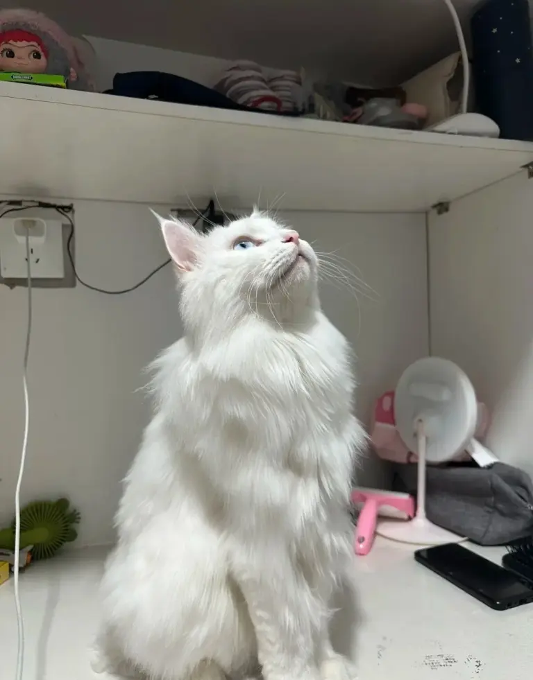 Chat