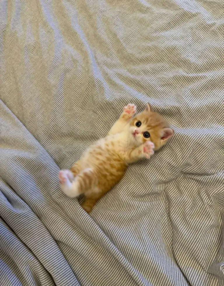Chat