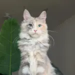 Chat de race Maine Coon