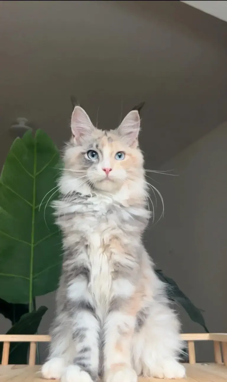 Chat de race Maine Coon