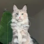 Chat de race Maine Coon