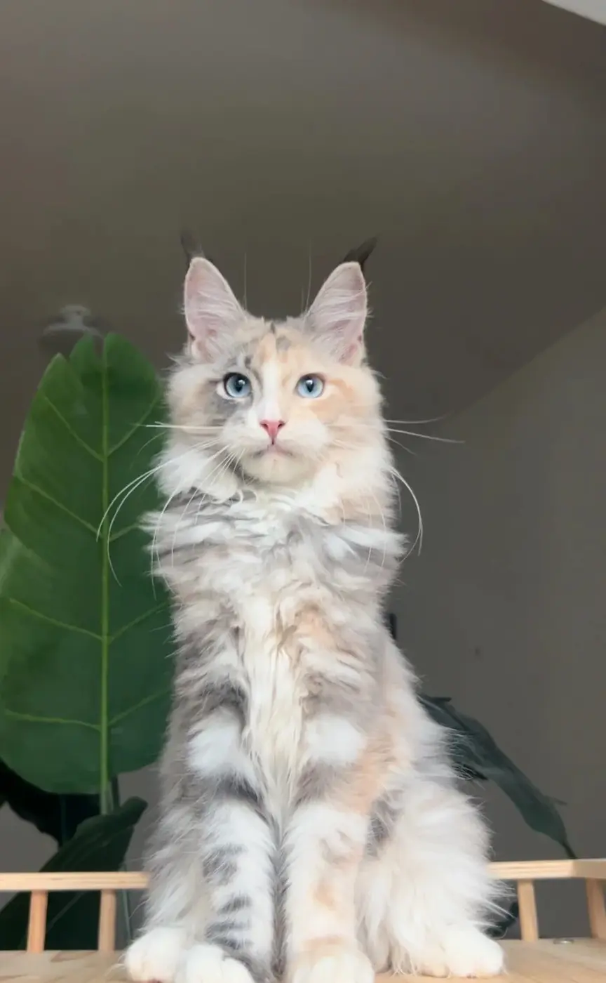 Chat de race Maine Coon