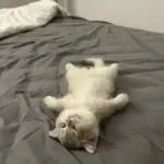 Chat qui dort
