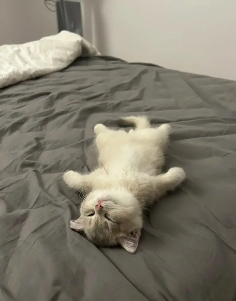 Chat qui dort