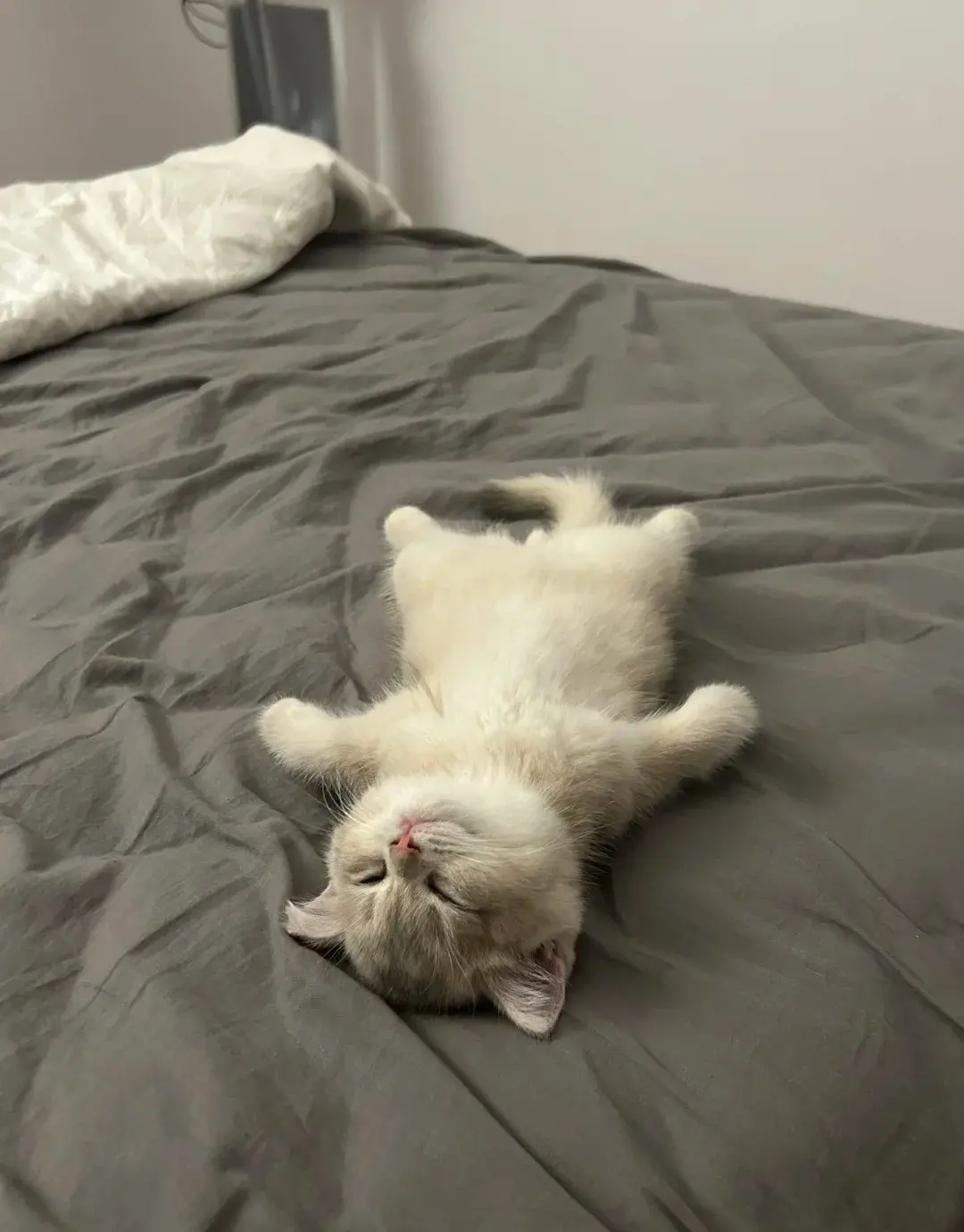 Chat qui dort